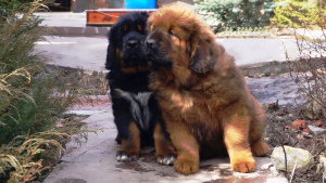 Photo №4. I will sell tibetan mastiff in the city of Samara. from nursery - price - negotiated