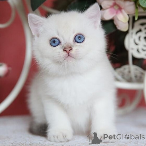 Photo №1. british shorthair - for sale in the city of Bridlington | negotiated | Announcement № 173783