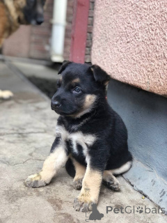 Photo №1.  - for sale in the city of Alice Springs | 800$ | Announcement № 161048