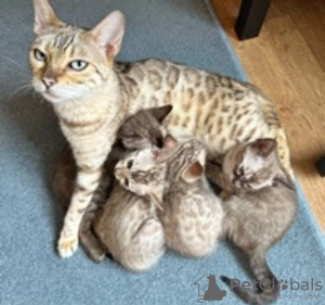 Photo №2 to announcement № 95832 for the sale of bengal cat - buy in United States 