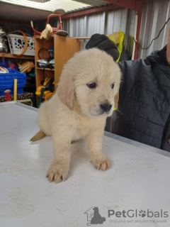 Photo №1. golden retriever - for sale in the city of Munich | 211$ | Announcement № 123439