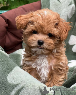 Additional photos: Maltipoo puppies raised in a family home