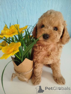 Photo №2 to announcement № 158525 for the sale of poodle (toy) - buy in Serbia 