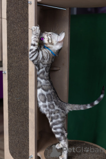 Photo №2 to announcement № 165094 for the sale of bengal cat - buy in Belarus breeder