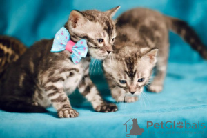 Photo №2 to announcement № 98385 for the sale of bengal cat - buy in France 