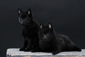 Photo №2 to announcement № 5505 for the sale of schipperke - buy in Ukraine private announcement