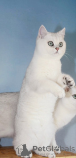 Photo №2 to announcement № 123605 for the sale of british shorthair - buy in Serbia breeder