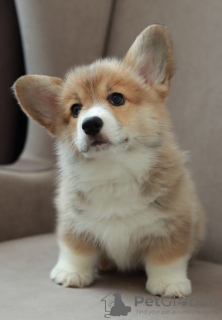 Photo №4. I will sell welsh corgi in the city of Minsk. breeder - price - negotiated