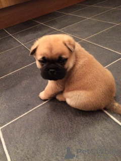 Photo №1. chow chow - for sale in the city of Halden | negotiated | Announcement № 168449