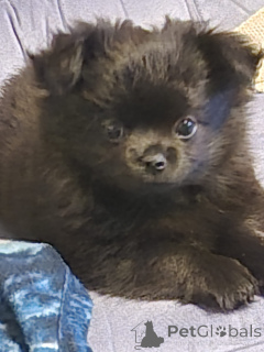 Photo №1. chihuahua - for sale in the city of Bregenz | 565$ | Announcement № 147720