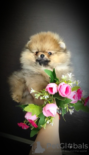 Photo №4. I will sell pomeranian in the city of Minsk. breeder - price - 280$