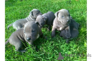 Photo №1. american pit bull terrier - for sale in the city of Germering | 329$ | Announcement № 147611