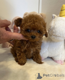Photo №1. poodle (toy) - for sale in the city of Berlin | negotiated | Announcement № 155516