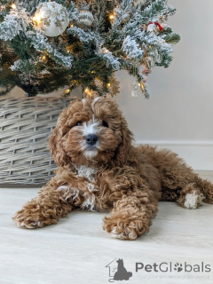 Photo №1. labradoodle - for sale in the city of Berga | 550$ | Announcement № 159406