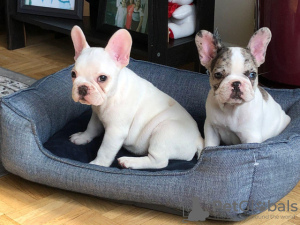 Photo №1. french bulldog - for sale in the city of Paris | negotiated | Announcement № 76021