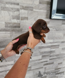 Photo №1. dachshund - for sale in the city of New York | 350$ | Announcement № 103826