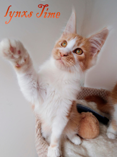 Photo №2 to announcement № 3149 for the sale of maine coon - buy in Russian Federation from nursery, breeder