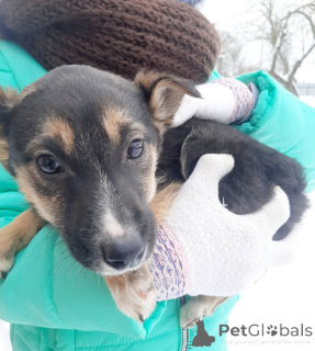 Photo №3. Puppies from the barn as a gift, looking for a home! Urgently!. Belarus