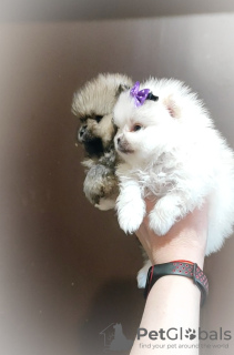 Additional photos: Pomeranian Spitz, puppies. Mini bears