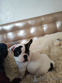 Photo №1. french bulldog - for sale in the city of Cologne | 470$ | Announcement № 166686
