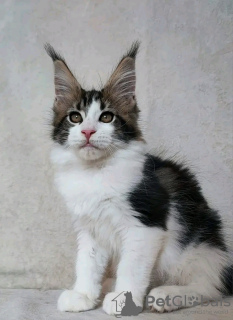 Photo №1. maine coon - for sale in the city of Квакертаун | 400$ | Announcement № 118133