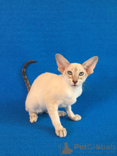 Photo №2 to announcement № 11088 for the sale of oriental shorthair - buy in Russian Federation from nursery