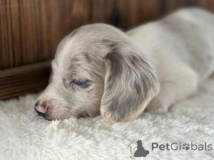 Photo №4. I will sell dachshund in the city of Ohio. breeder - price - negotiated