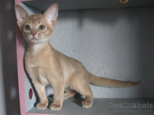 Photo №2 to announcement № 50879 for the sale of abyssinian cat - buy in Belarus from nursery