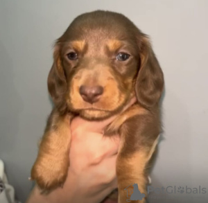 Photo №3. Miniaturdackel bereit für den Valentinstag . Germany