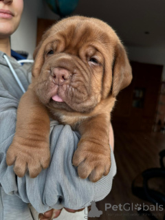 Photo №3. Dogue de Bordaux puppies. Poland