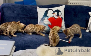 Photo №1. bengal cat - for sale in the city of Beiersdorf | 361$ | Announcement № 170886