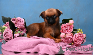 Photo №2 to announcement № 164174 for the sale of petit brabançon - buy in Russian Federation private announcement