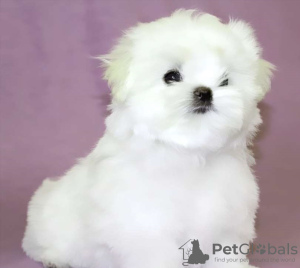 Photo №2 to announcement № 115857 for the sale of maltese dog - buy in Germany 