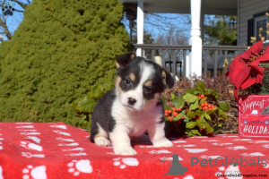 Photo №2 to announcement № 63532 for the sale of welsh corgi - buy in United States 