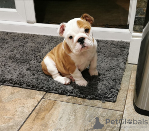 Photo №2 to announcement № 87165 for the sale of english bulldog - buy in Germany private announcement