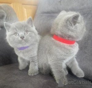 Photo №1. british shorthair - for sale in the city of Dusseldorf | 370$ | Announcement № 108586