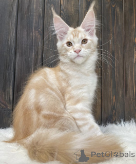 Photo №1. maine coon - for sale in the city of Bellaire | 600$ | Announcement № 161674