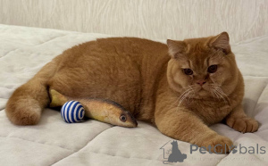 Photo №1. british shorthair - for sale in the city of Amsterdam | negotiated | Announcement № 165881