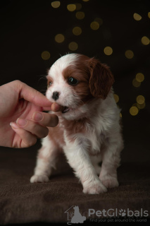 Photo №2 to announcement № 15902 for the sale of cavalier king charles spaniel - buy in Finland from nursery, breeder