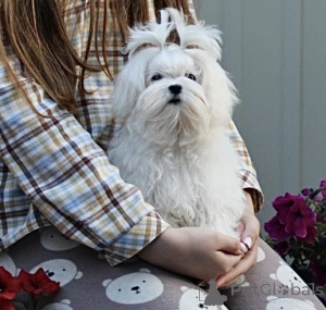 Photo №3. Mini boy FCI. Ukraine