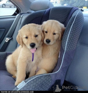 Photo №2 to announcement № 168826 for the sale of golden retriever - buy in Malta breeder
