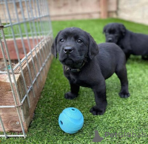 Photo №4. I will sell labrador retriever in the city of Deinze.  - price - 376$