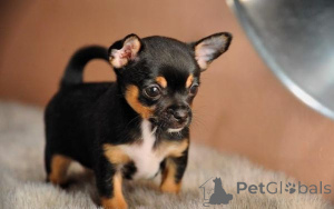 Photo №2 to announcement № 171229 for the sale of chihuahua - buy in Georgia 