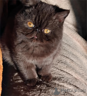 Photo №1. exotic shorthair - for sale in the city of Odensa | 329$ | Announcement № 151618