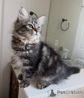 Photo №3. Luxury Siberian Cats for Sale Playful, Loyal & Exceptionally Beautiful. Netherlands
