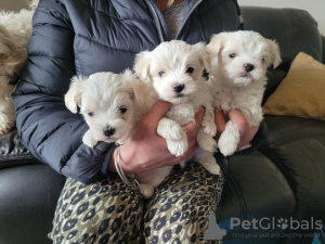 Photo №4. I will sell maltese dog in the city of Texas City. breeder - price - 500$