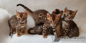 Photo №2 to announcement № 74515 for the sale of bengal cat - buy in Germany 