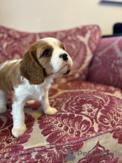 Photo №2 to announcement № 139946 for the sale of non-pedigree dogs - buy in United States private announcement