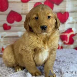 Photo №1. golden retriever - for sale in the city of Arizona | 400$ | Announcement № 164478