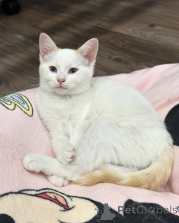 Photo №1. domestic cat - for sale in the city of Munich | 565$ | Announcement № 150626